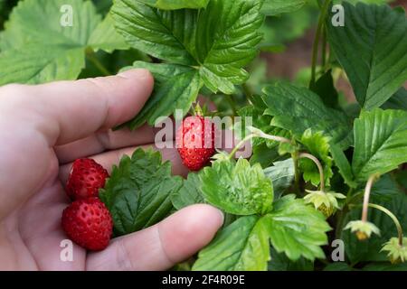 La mano della donna tiene una fragola selvatica matura Foto Stock