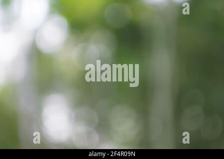 Sfondo sfocato naturale. Immagine foresta verde sfocata Foto Stock