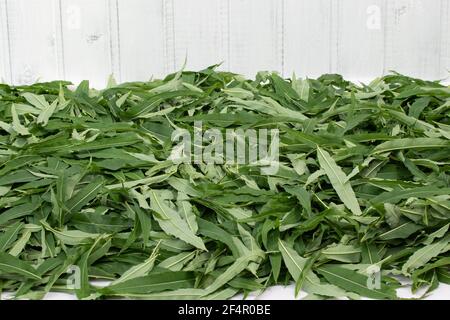 Raccogliendo fireweed per il tè - asciugando le foglie disposte fuori. Foto Stock