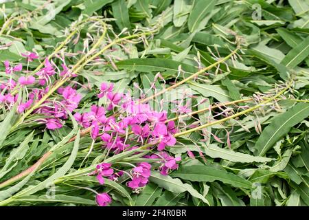 Raccolta di erbacce da fuoco per il tè - asciugando foglie e fiori. Foto Stock