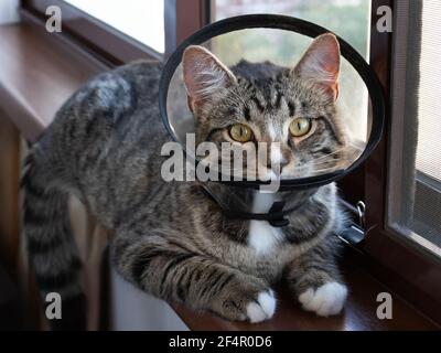 Il gatto giovane in un collare veterinario protettivo si siede sul davanzale Foto Stock