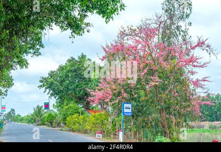 Gli alberi di fiori Cassia grandis fioriscono brillantemente lungo il confine con la Cambogia lungo il canale Vinh te nella tranquilla campagna di Kien Giang, in Vietnam Foto Stock