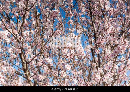 La mandorla fiorisce all'inizio della primavera. Grappolo di fiori delicati, albero crescente. Sfondo floreale con colori pastello Foto Stock