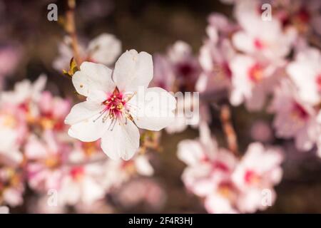 La mandorla fiorisce all'inizio della primavera. Grappolo di fiori delicati, albero crescente. Sfondo floreale con colori pastello Foto Stock