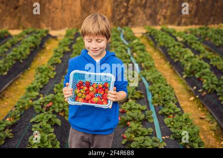 Happy boy in fattoria di fragole biologiche in estate, raccogliendo fragole Foto Stock