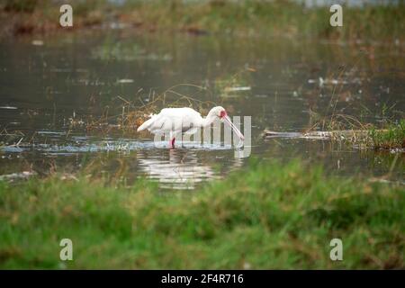 Cucchiaio africano (Platalea alba) alla ricerca di pesci nelle acque del lago nel lago nakuru, Kenya Foto Stock