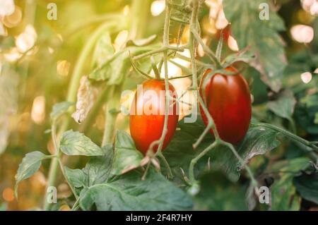 I pomodori rossi a forma di prugna maturano in una serra al sole. Mazzi di pomodori gustosi e succosi in giardino. Foto di crescere sano organico Foto Stock