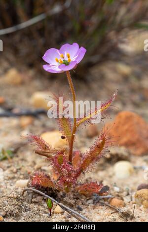 Primo piano di un'intera pianta fiorita di Drosera Cistillora in habitat naturale nei monti Cederberg vicino a Clanwilliam, Capo Occidentale del Sud Africa Foto Stock