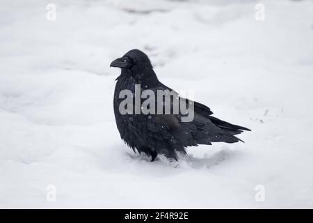 Raven - in snow Corvus corax Parco Nazionale di Yellowstone Wyoming. Stati Uniti d'America BI024984 Foto Stock