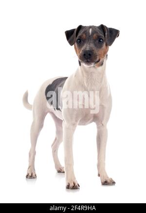 Terrier brasiliano di fronte a uno sfondo bianco Foto Stock