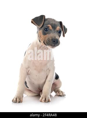 Terrier brasiliano di fronte a uno sfondo bianco Foto Stock