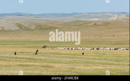 Baruuntunuun, Mongolia - 8 agosto 2019: Vita nomade sulla steppa della Mongolia con mandria di capre, pastore e avvoltoi. Foto Stock