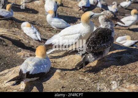 Una colonia di gannette australiane. Un uccello adulto, con piumaggio bianco e arancione, sta curando un bambino più scuro. Muriwai, Nuova Zelanda Foto Stock