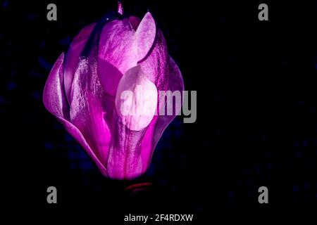 Grande fiore di magnolia sull'acqua scura. Macro artistica primo piano. Eleganti petali bagnati che si illuminano e si modellano nell'acqua. Foto di alta qualità Foto Stock