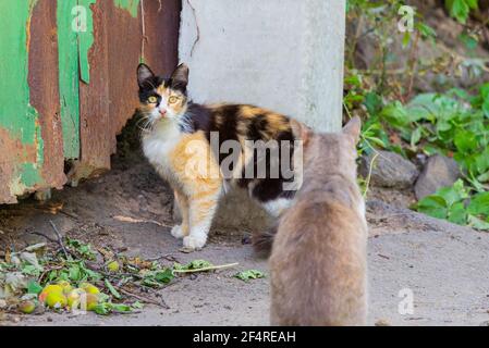 Bella, tre colori gatto femmina su una strada con gatto maschio. Foto Stock