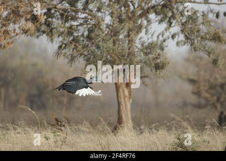 Massa abissino Hornbill - in volo Bucorvus abyssinicus Gambia, Africa occidentale BI025238 Foto Stock