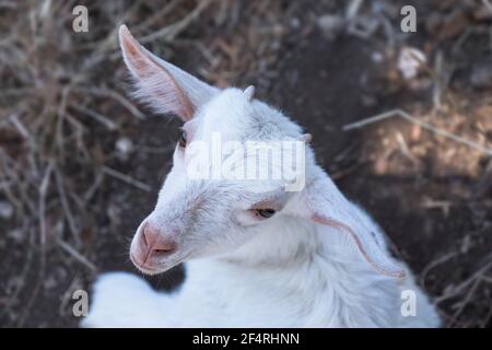 La testa di una giovane capra bianca che giace nella paglia guarda verso l'alto la macchina fotografica. La foto è stata scattata dall'alto Foto Stock