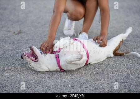 Cucciolo carino che si stendeva sulla schiena Foto Stock