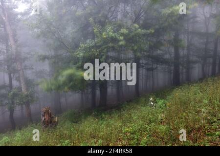 Foresta con nebbia, Foggy boschi. Paesaggio naturale Foto Stock