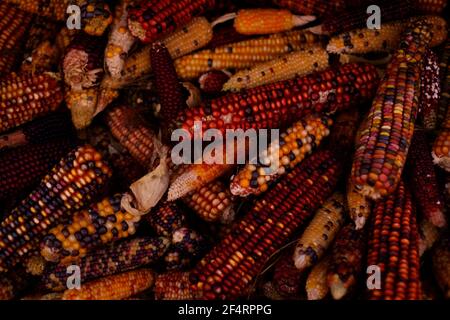 Primo piano di una varietà di colorate pannocchie di mais, vista dall'alto Foto Stock