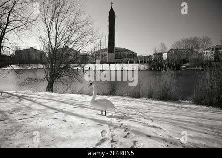 Vista di un bellissimo cigno che cammina nella neve accanto a un lago Foto Stock