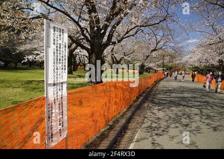 Tokyo, Giappone. 23 marzo 2021. Recinzioni e segni sono stati ambiati intorno alla fioritura dei ciliegi al Parco Yoyogi di Tokyo, Giappone, il 23 marzo 2021. La Japan Weather Association ha annunciato la piena fioritura dei ciliegi a Tokyo lunedì. Credit: AFLO Co. Ltd./Alamy Live News Foto Stock