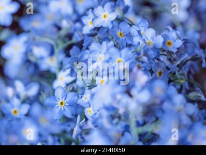 Fiori blu davvero affascinante, non dimenticare, per un'atmosfera romantica e idilliaca Foto Stock