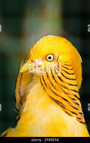 Ritratto di un fagiano giallo dorato in cattività, Spagna Foto Stock