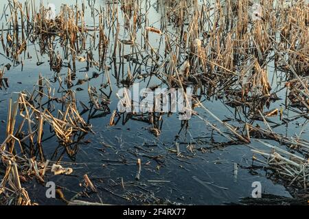 Erba secca vera canne in acqua in divertente giorno di primavera Foto Stock