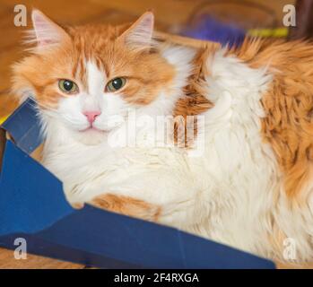 Gatto rosso adulto affascinante in scatola per il miglior umore e. rilassati Foto Stock