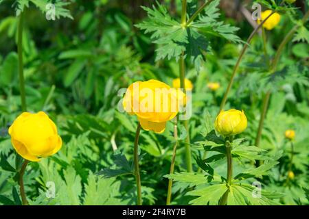 Trollius è un genere di circa 30 specie di piante da fiore strettamente correlate a Ranunculus, della famiglia delle Ranunculaceae. Il nome comune è globeflower Foto Stock