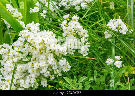 Arabis caucasica è una pianta fiorente della famiglia delle senape Brassicaceae , giardino arabis, roccia di montagna o rockcress caucasico. Evergreen pere Foto Stock