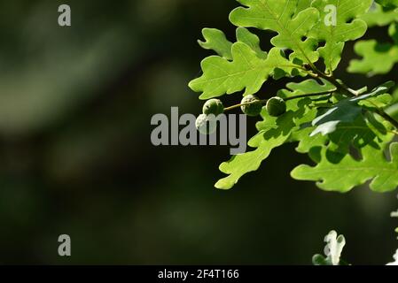 giovani acorni su ramoscelli con foglie di quercia verde Foto Stock