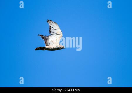 Hawk ad ampio raggio che vola attraverso un cielo blu luminoso sopra nello stato di New York. Foto Stock