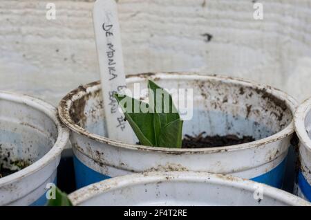 Piantine di fagioli larghi in pentole di plastica riutilizzate (UK) Foto Stock