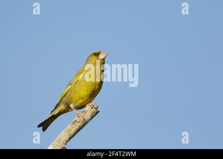 Verdone Carduelis chloris due Tree riserva naturale sull'isola, Essex, UK BI025823 Foto Stock