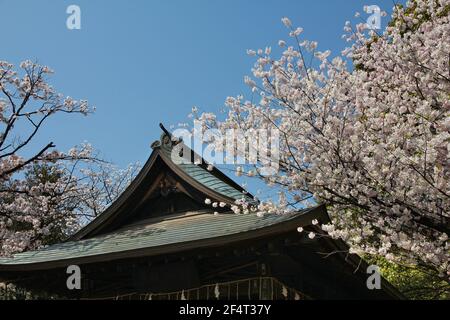 Periodo primaverile del Parco Ueno. Fioritura dei ciliegi a Tokyo, Giappone. Fiori di ciliegio bianco. Foto Stock