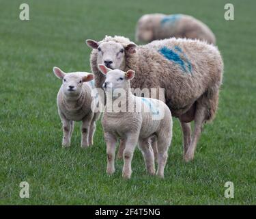 un'pecora e i suoi due agnelli in piedi in un verde campo rivolto verso la telecamera Foto Stock