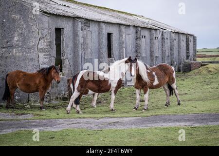 Iconici pony Bodmin al riparo dal vento dietro i resti Di un edificio in disuso sullo storico aeroporto RAF Davidstowe Su Bodmin Moor in Cornw Foto Stock