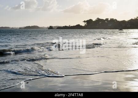 Stagcape alla baia di Port-Blanc in Bretagna, Francia Foto Stock