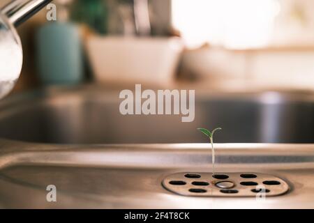 Piccolo sedimento di pomodoro che cresce dallo scarico di un lavandino metallico in cucina. Concetto di crescita, speranza, forza o vita nuova. Colori caldi, macro. Foto Stock