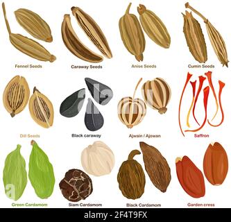 Vettore di erbe aromatiche culinarie. Diverse spezie di semi - finocchio, cumino, anice, cumino, aneto, Cumino nero, cumino, Ajwain, Ajowan, Saffron, Cardamomo Illustrazione Vettoriale