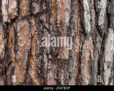 Tessitura goffrata della corteccia di albero. Modello di albero naturale abbaio sfondo. Foto Stock