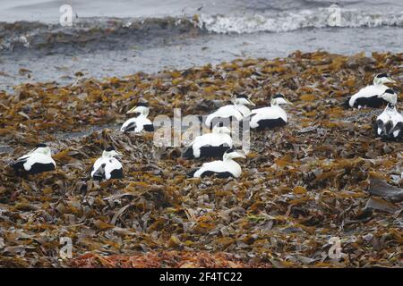 Eider comune - post gregge di allevamento dei maschi sul litorale Somateria mollissima Islanda BI026055 Foto Stock