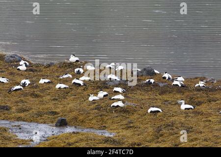 Eider comune - post gregge di allevamento dei maschi sul litorale Somateria mollissima Islanda BI026056 Foto Stock