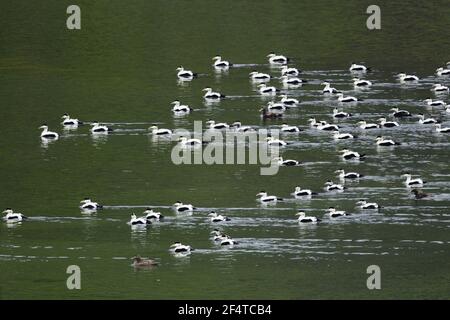 Eider comune - post gregge di allevamento dei maschi in fjord Somateria mollissima West fiordi Islanda BI026060 Foto Stock