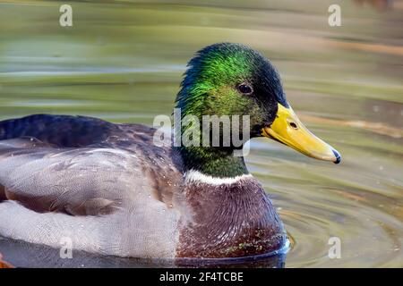 Anatra mallard maschile che galleggia in un lago calmo. Primo piano del viso e della parte superiore del corpo. Le belle acque increspate appaiono verdi dal fogliame che si riflette sull'acqua. Foto Stock