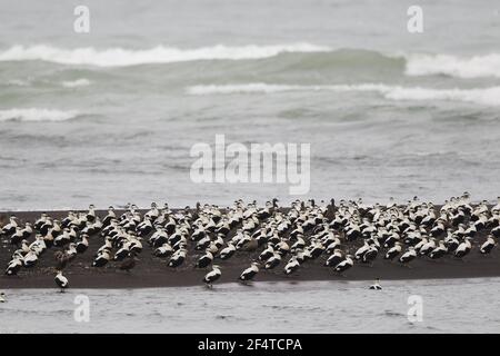 Eider comune - post gregge di allevamento dei maschi sul litorale Somateria mollissima Islanda BI026068 Foto Stock