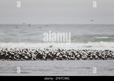 Eider comune - post gregge di allevamento dei maschi sul litorale Somateria mollissima Islanda BI026070 Foto Stock