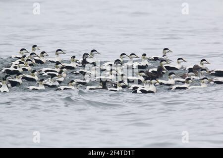 Eider comune - post gregge di allevamento dei maschi sul mare Somateria mollissima Islanda BI026073 Foto Stock